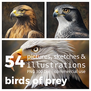 54 PNG pictures and photos of Birds of Prey, Hawk, Eagle, Falcon, Buzzard Birdwatching theme Commercial Use Digital Instant Download