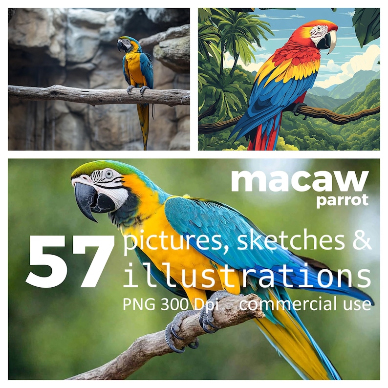 Visual Reference: 57 Png Illustrations Pictures And Drawings Of Macaw Parrot Bird
