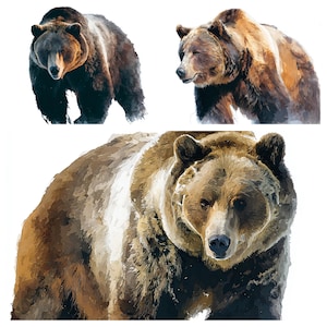 Puede incluir: Ilustraciones en acuarela de osos pardos en varias poses sobre un fondo blanco. Los osos tienen texturas de pelaje detalladas y están representados de forma realista. La imagen muestra el tamaño y las características de los osos.
