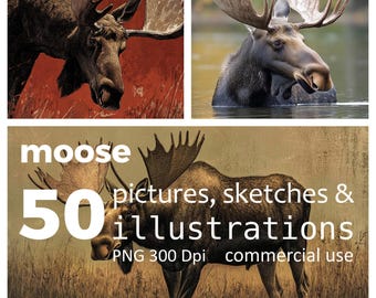 Moose & Deer Illustrations: National Park Animal Sketches (50 PNG Digital Download)