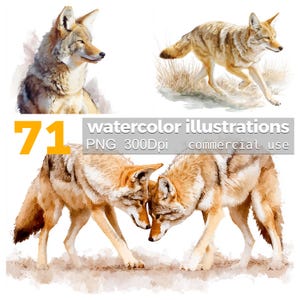 Puede incluir: Ilustraciones de acuarela de coyotes en varias poses. La imagen incluye un coyote de perfil, uno corriendo por la hierba y dos coyotes interactuando. La imagen también incluye el número 71 y el texto "watercolor illustrations PNG 300Dpi commercial use."