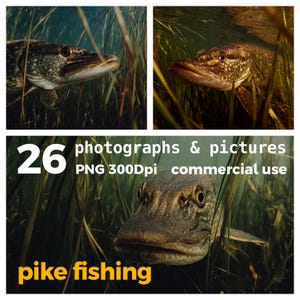 26 Northern Pike Fish Photos: Fishing Angling PNG Clipart (Digital Download)