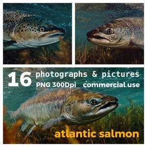 Atlantic Salmon Photos: Fishing & Angling PNG Clipart (Commercial Use)