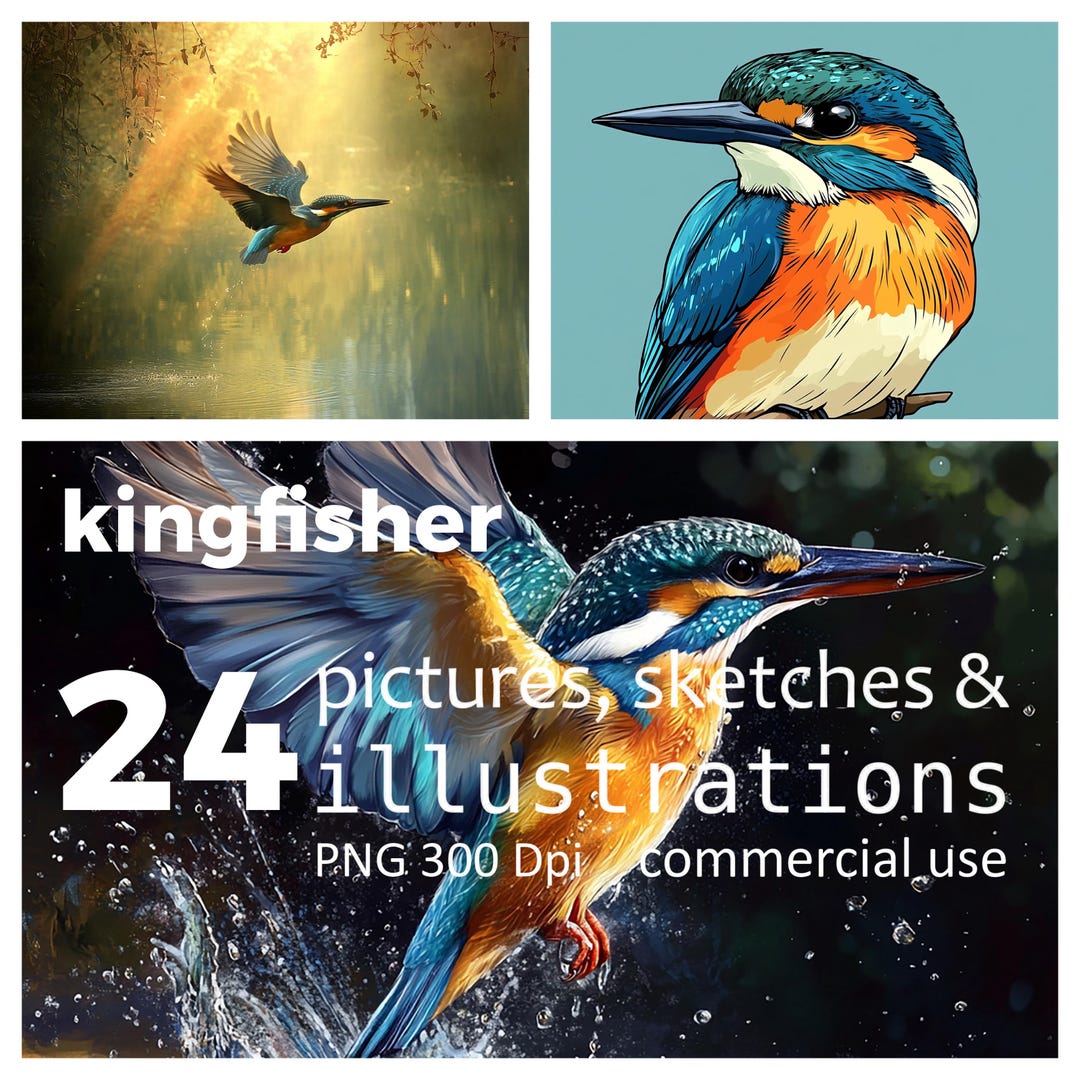 Kingfisher Bird Illustrations: 24 PNG Clipart Set (commercial Use) - Etsy