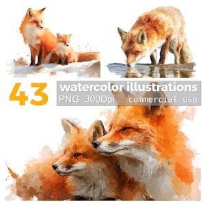 Puede incluir: Ilustraciones de acuarela de zorros en varias poses. Las imágenes presentan zorros con pelaje naranja y blanco. Un zorro está bebiendo agua, y otros están juntos. El texto dice "43 ilustraciones de acuarela PNG 300Dpi uso comercial."