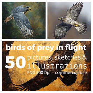 50 PNG pictures and photos of Birds of Prey, Hawk, Eagle, Falcon, Buzzard Birdwatching theme Commercial Use Digital Instant Download