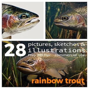 Rainbow Trout Illustrations: Fly Fishing Angling Art (PNG Digital Download)