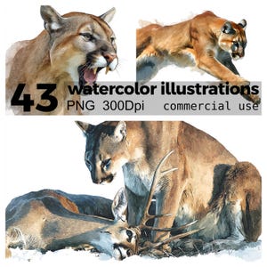 43 PNG watercolor illustrations of Puma Cougar Animal Big Cat Mountain Lion Wildlife Commercial Use Digital Clipart Instant Download