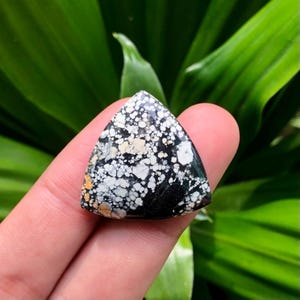 Puede incluir: Una gema triangular con un patrón moteado de blanco, negro y beige. La piedra pulida se sostiene en una mano, con un fondo de hojas verdes. La superficie de la piedra tiene un diseño natural único.