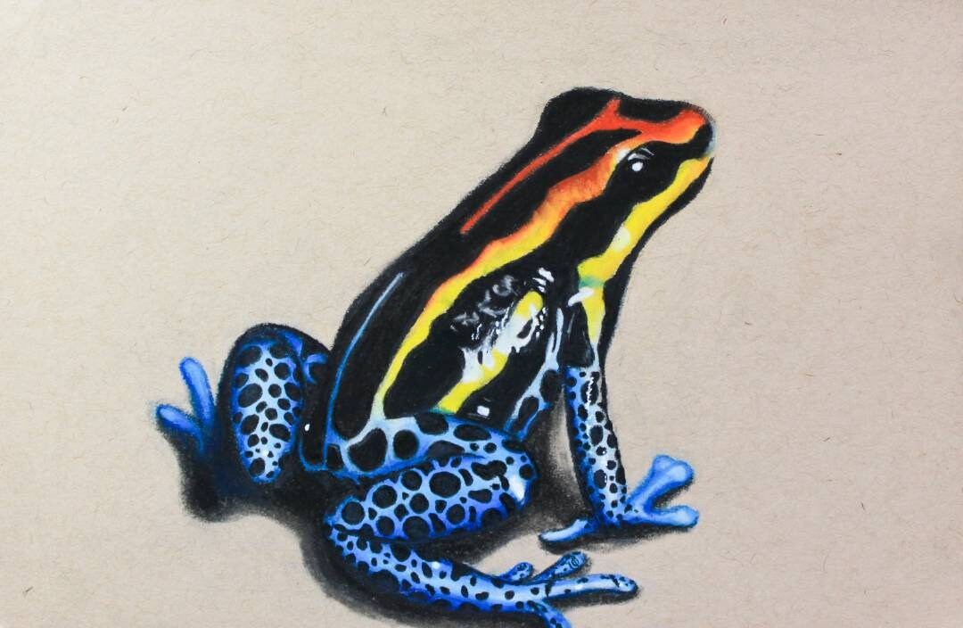 Blue Spotted Spinefoot Fish Original Drawing and Poison Dart Frog Drawing