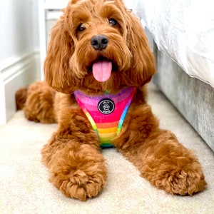 Happy Days | Dog Harness | Rainbow Bright Dog Harness