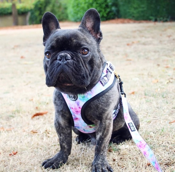 Tie Dye Dog Harness Adjustable Dog Harness Purple Blue Tie Dye
