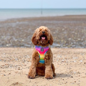 Rainbow Dog Harness Bundle | Happy Days Design