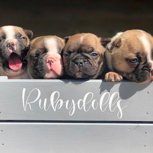May include: Four French Bulldog puppies in a gray wooden crate with the word "Rubydolls" written on the front.