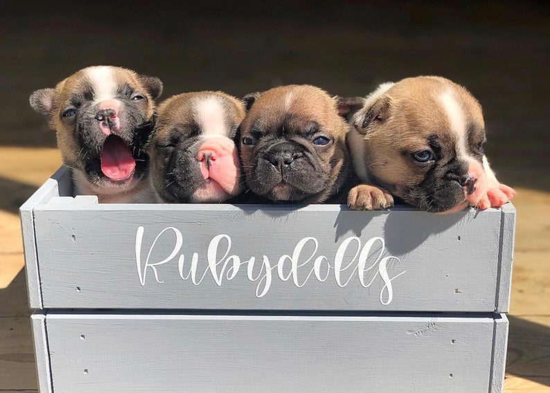 May include: Four French Bulldog puppies in a gray wooden crate with the word "Rubydolls" written on the front.