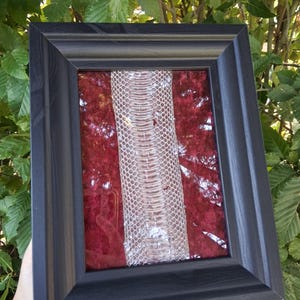 Puede incluir: Un marco rectangular negro que contiene una tira vertical de piel de serpiente texturizada de color blanco roto, montada sobre un fondo de terciopelo rojo intenso. La pieza está protegida por un cristal, mostrando el patrón de escamas.