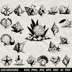 Más de 250 conchas marinas en formato SVG, DXF, EPS, AI, PDF, JPG y PNG. Animales marinos en escala de grises. Imagen quemada. Corte vectorial. Corte de madera CNC. Cricut. Silueta de concha marina.