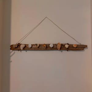 Puede incluir: Una pieza de madera a la deriva con una cuerda colgando del techo, con varias conchas marinas adheridas.