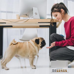 May include: A fawn-colored pug dog with a black muzzle stands on a white floor, facing a person. The person is wearing a red sweatshirt and gray pants. A wooden desk and a computer are in the background.