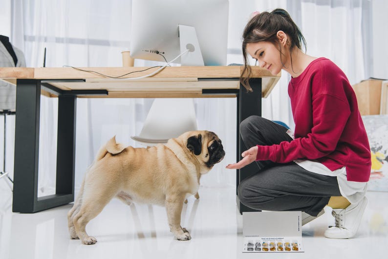 May include: A fawn-colored pug dog with a black muzzle stands on a white floor, facing a person. The person is wearing a red sweatshirt and gray pants. A wooden desk and a computer are in the background.