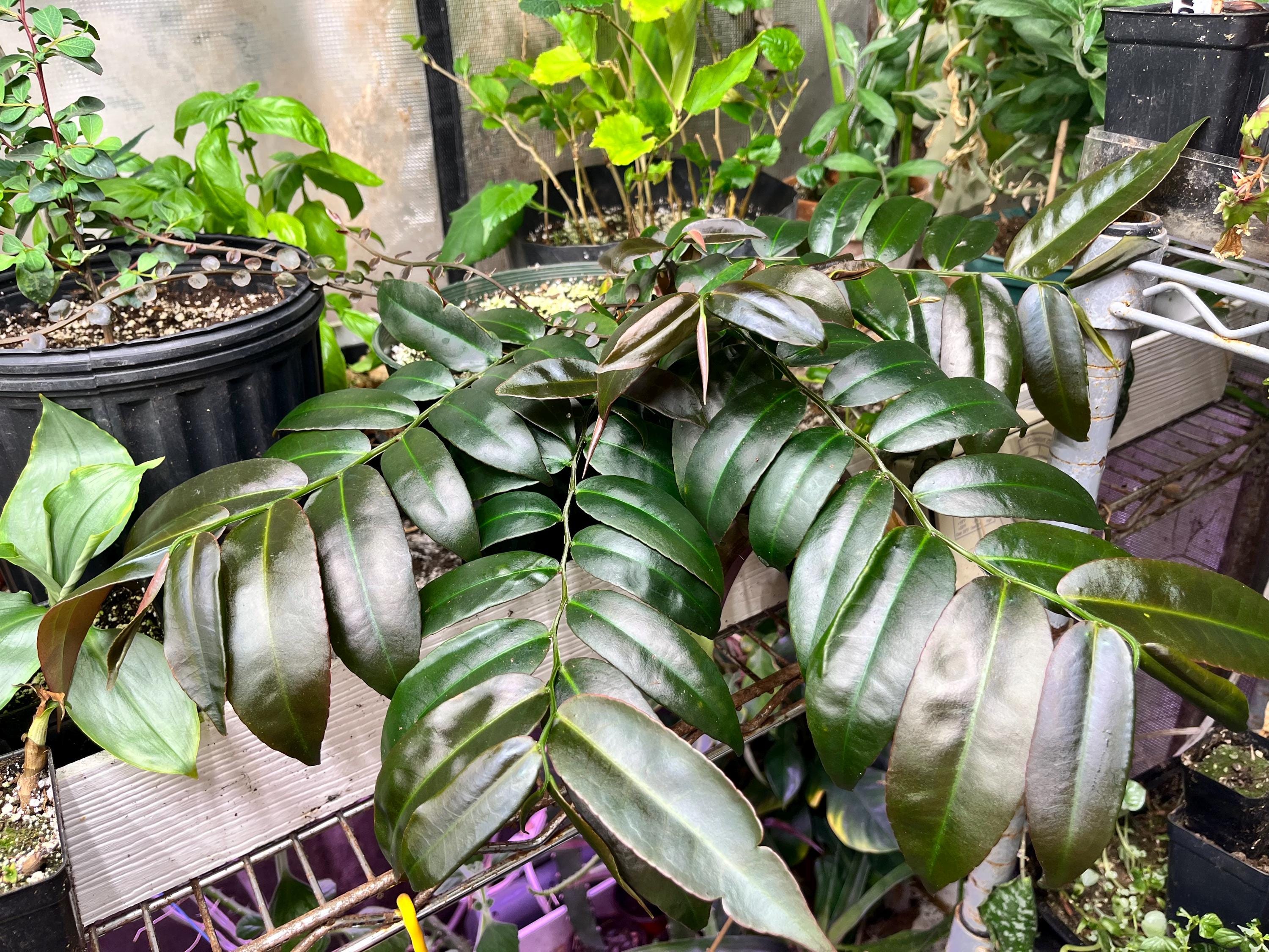 Plants Vivarium Hulu Terrarium Plants Rare Labisia - Main Image