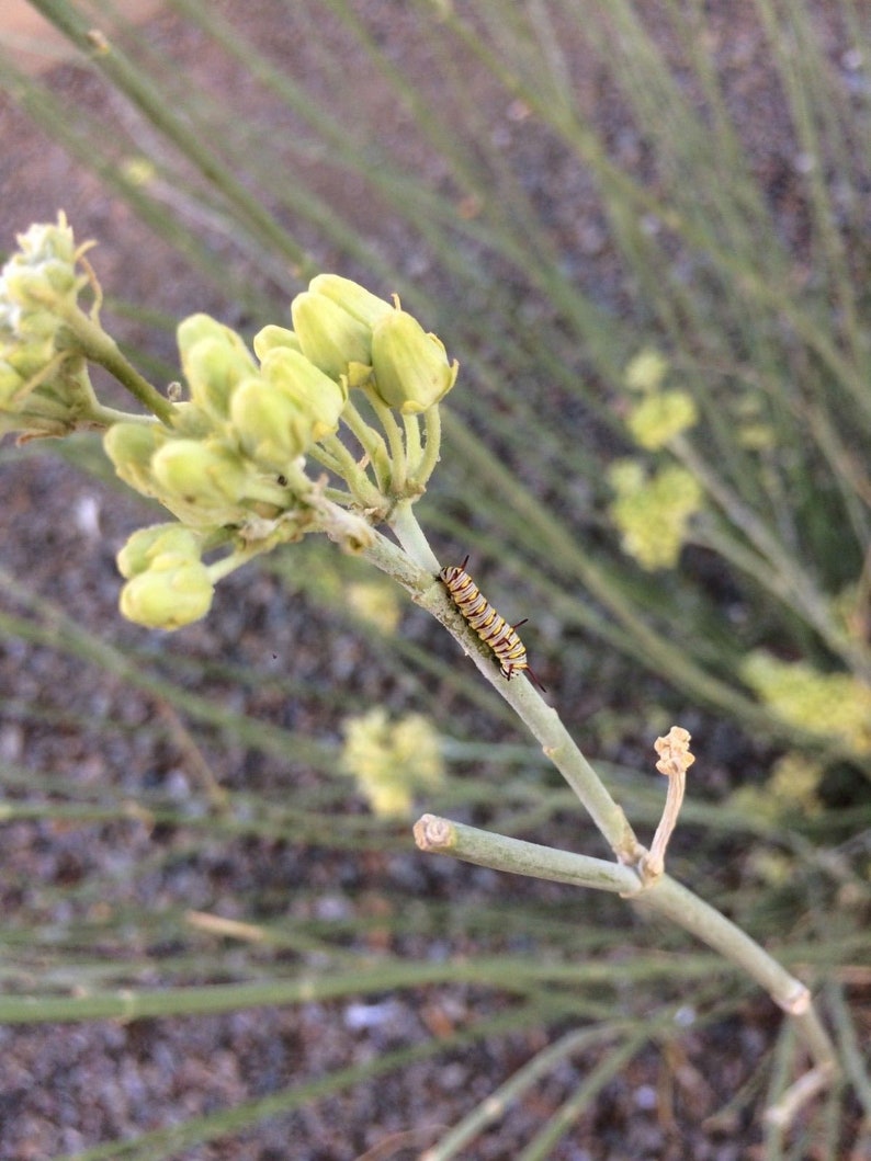 Desert Milkweed Seeds Rush Milkweed Asclepias subulata | Etsy