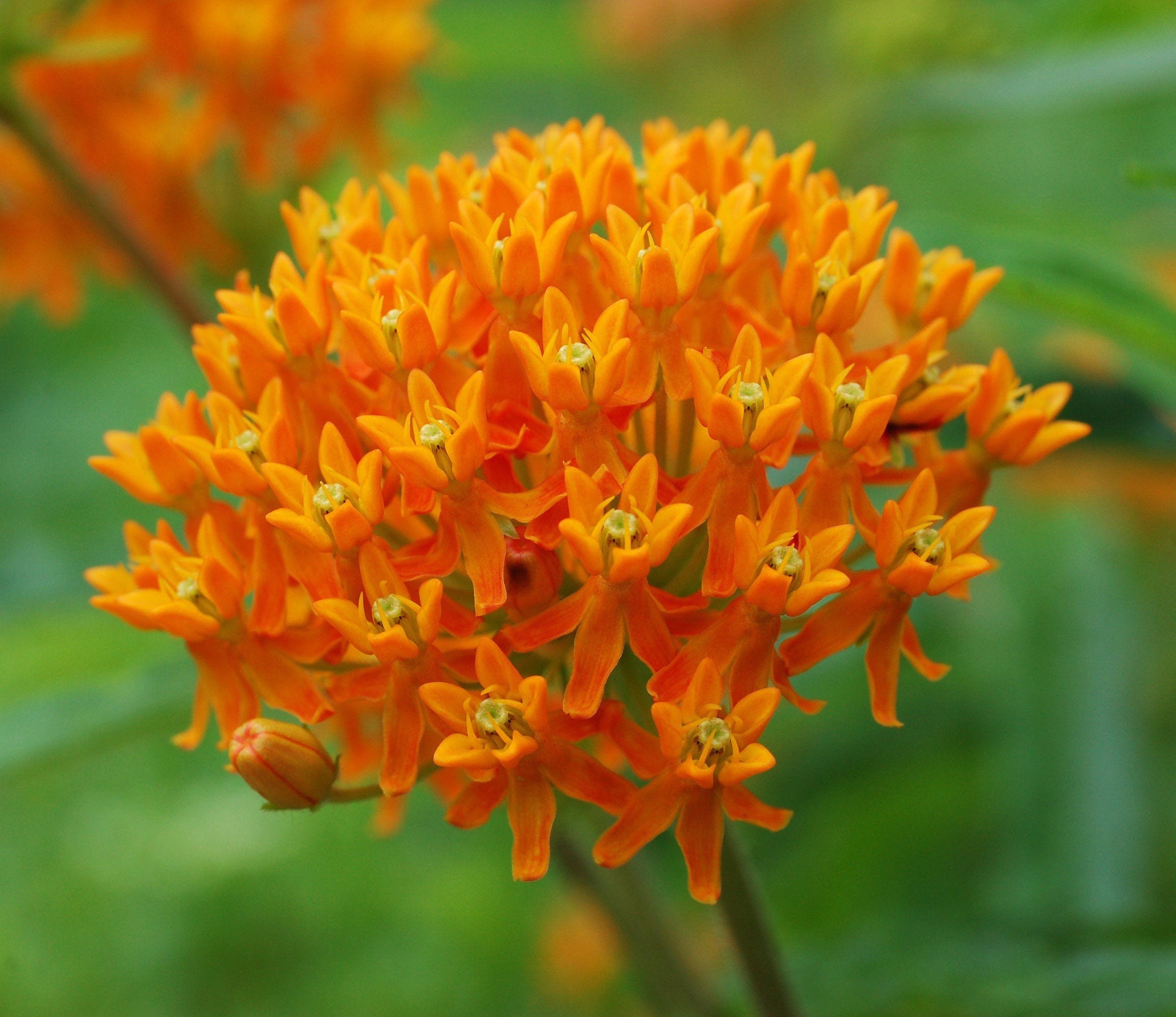 Common Milkweed 25 seeds Common Milkweed 25 seeds