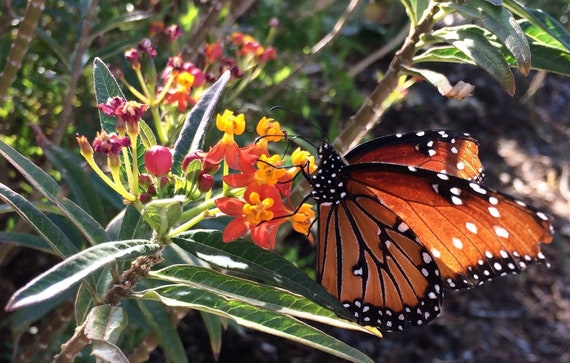 ROSEY PINK Swamp Milkweed Seeds 25 Seeds CANADA Asclepias Wildflower