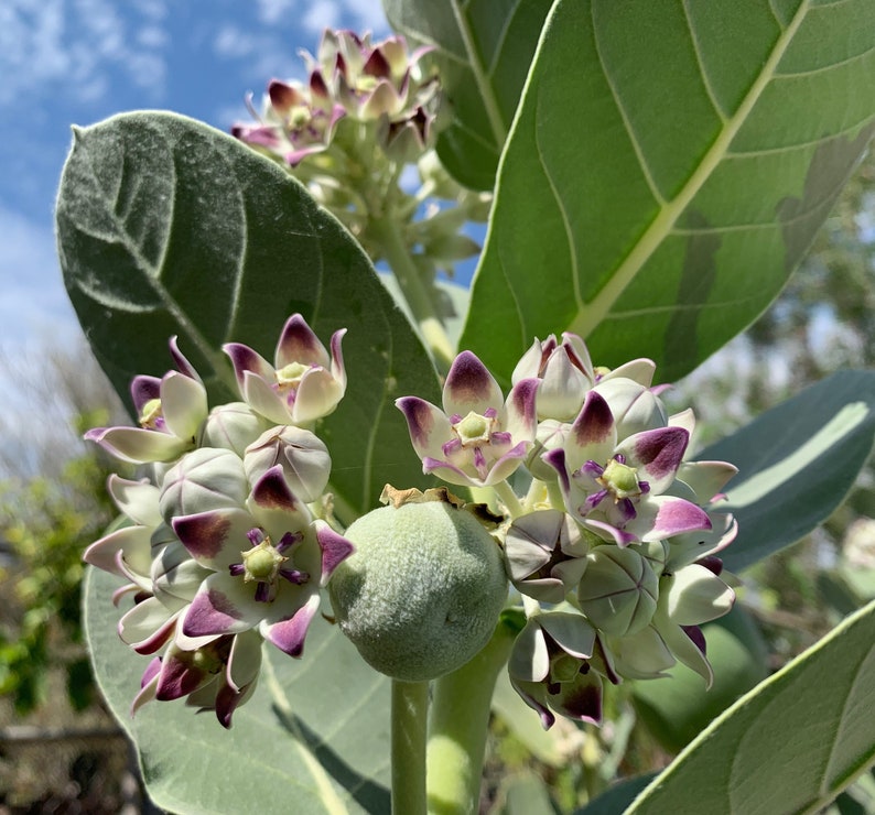 20 Seeds Giant Milkweed Calotropis Procera Asclepias Etsy