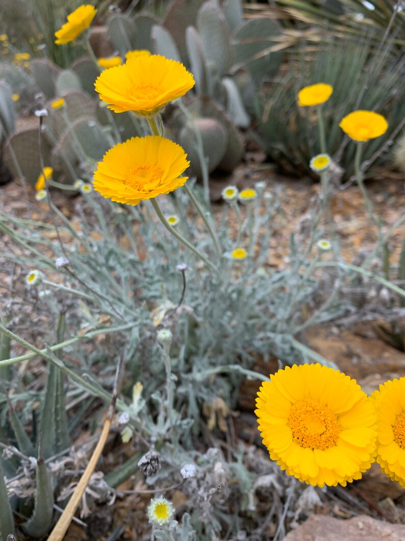 50 Seeds Desert Marigold Wildflower Baileya Multiradiata Etsy