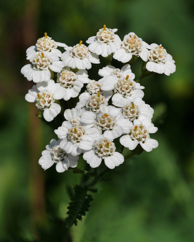 White Yarrow Seeds Common Yarrow Herb Herbal Tea Plant Etsy