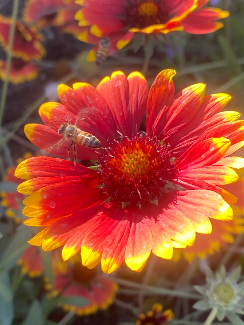 Seeds Firewheel Gaillardia Pulchella 100 Indian Blanket Flower