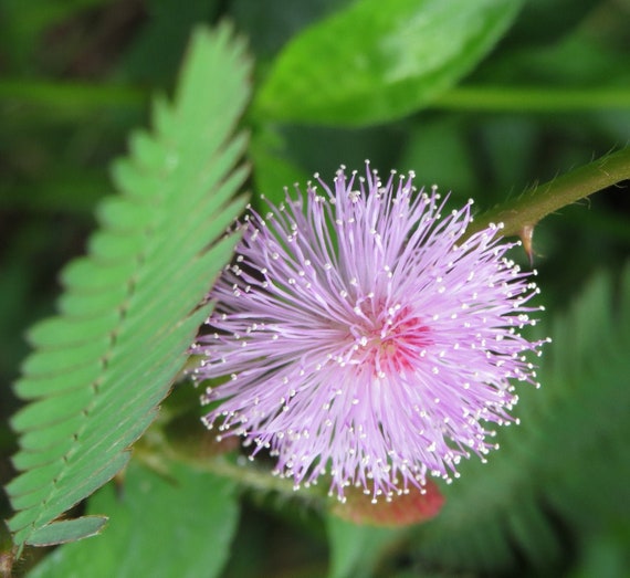 Gift & Comb S/H SENSITIVE PLANT Schrankia Uncinata Flower Seeds 100 MIMOSA Gift & Comb S/H SENSITIVE PLANT Schrankia Uncinata Flower Seeds 100 MIMOSA