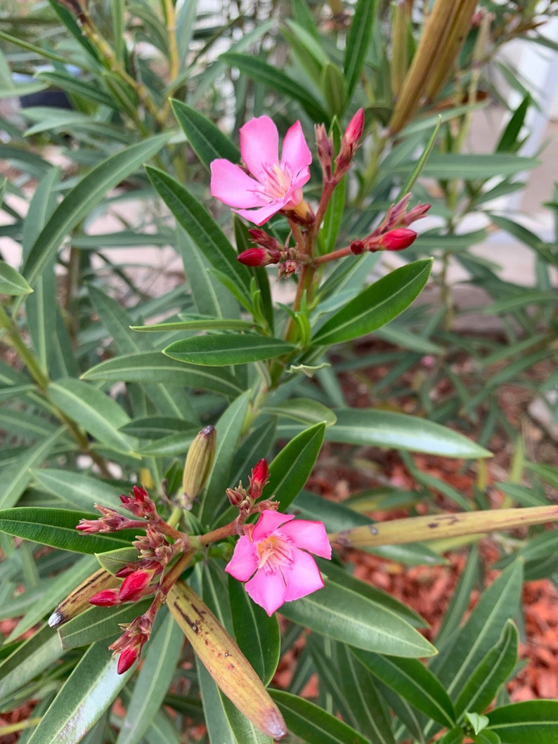 Petite Pink Oleander Seeds Oleander nerium Drought | Etsy