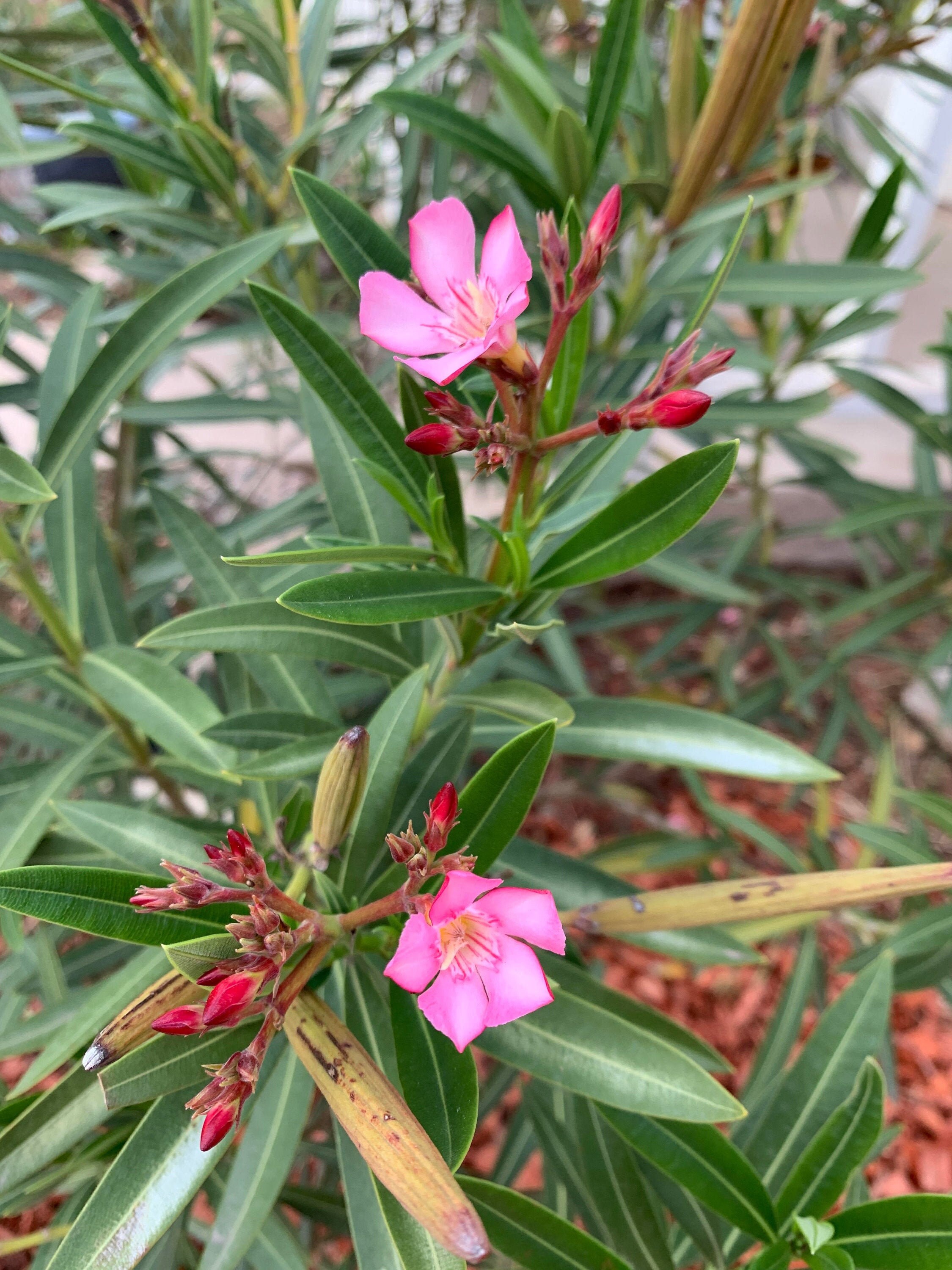 50 Seeds Petite Pink Oleander Oleander Nerium Drought Etsy