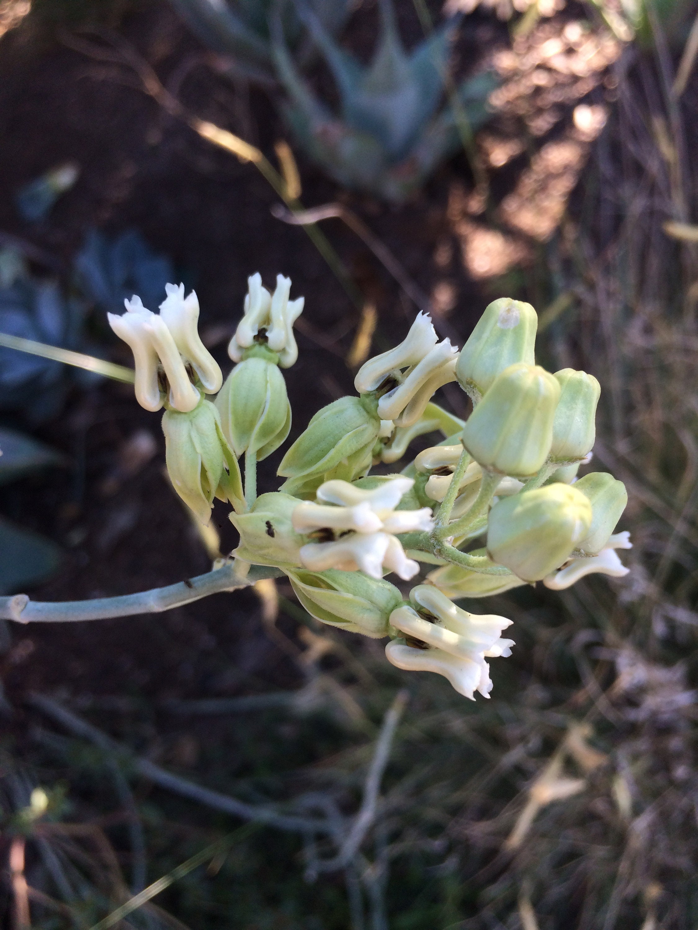 Common Milkweed 25 seeds Common Milkweed 25 seeds