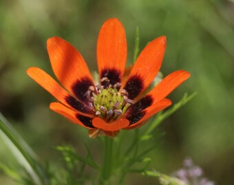 Adonis Aestivalis Etsy