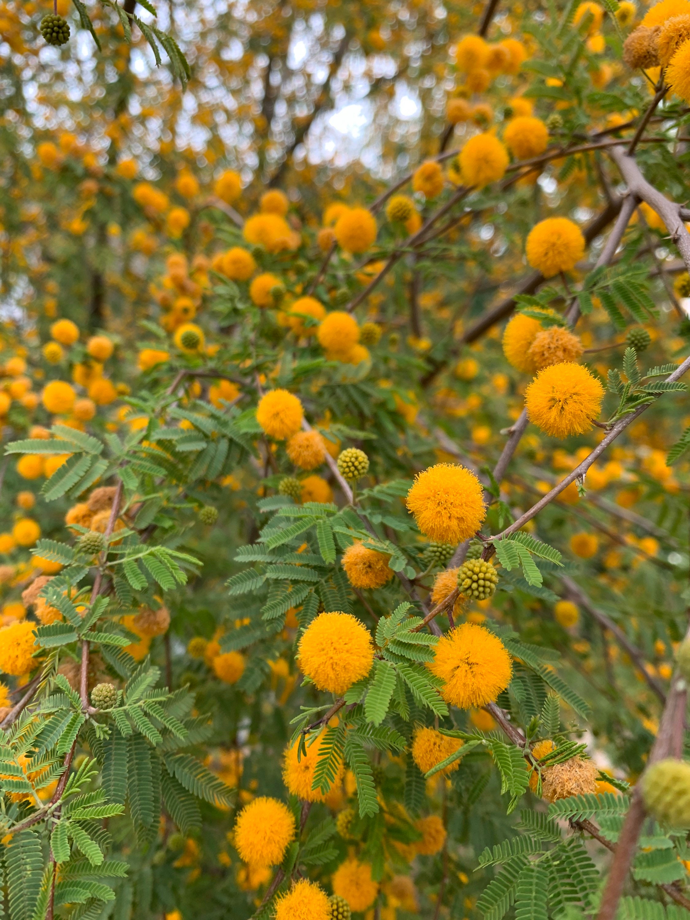 25 Sweet Acacia Tree Seeds Acacia farnesiana smallii | Etsy