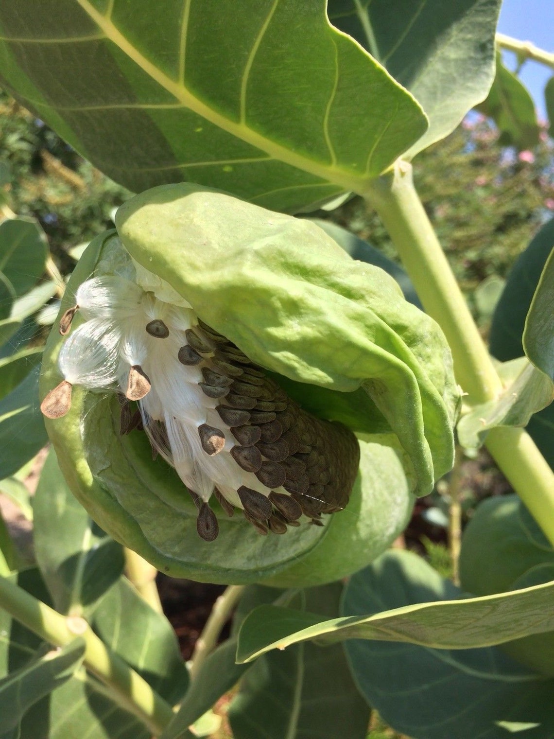 Giant Milkweed Seeds Calotropis Procera Asclepias Etsy