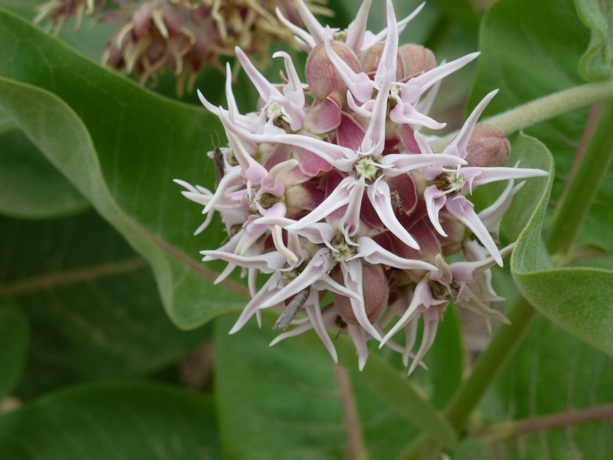 Common Milkweed 25 seeds Common Milkweed 25 seeds