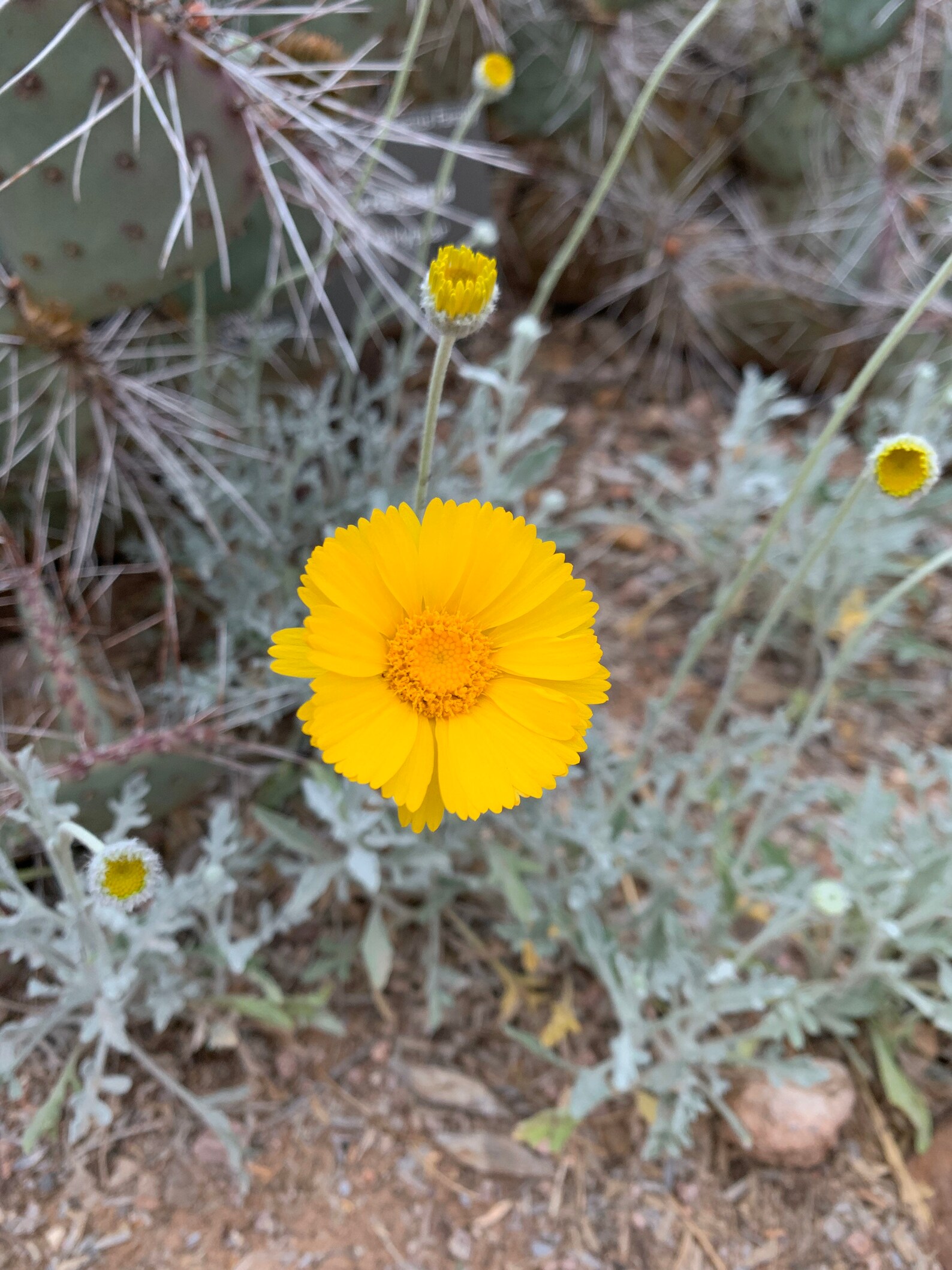 50 Seeds Desert Marigold Wildflower Baileya Multiradiata Etsy