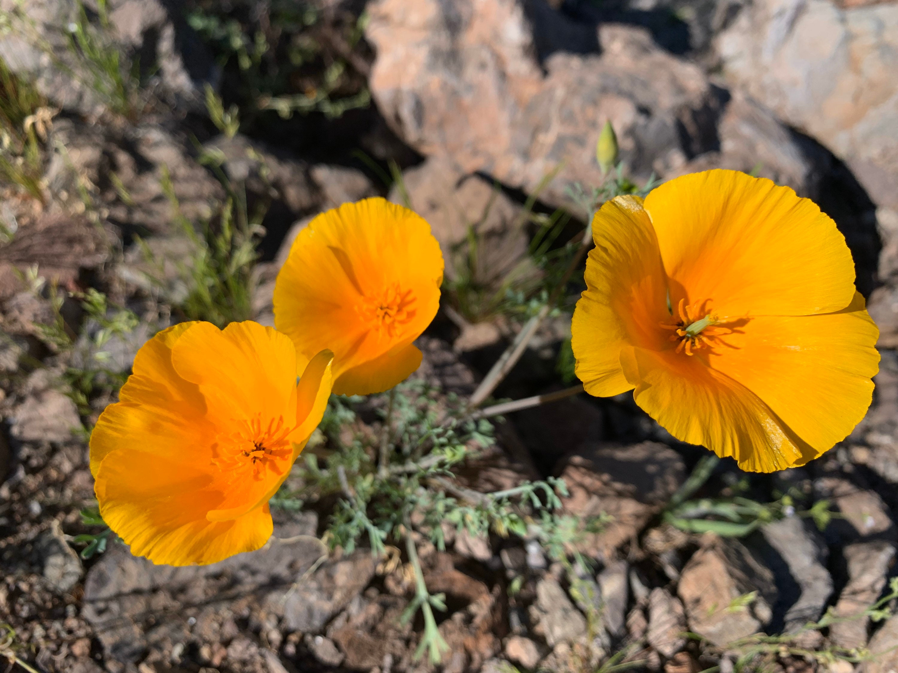 100 Seeds Mexican Golden Poppy Eschscholzia Californica Etsy