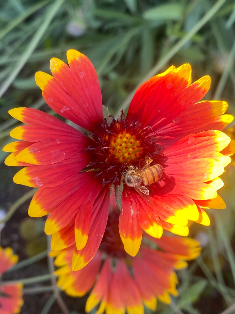 Seeds Firewheel Gaillardia Pulchella 100 Indian Blanket Flower
