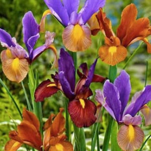 Dutch Iris flower bulbs for Fall planting - Spring blooming flowerbulbs - Tiger Mix