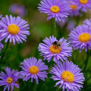 May include: Close-up of vibrant purple aster flowers with bright yellow centers. A bee is perched on one of the flowers, gathering nectar. The background is a soft green, creating a natural and colorful scene.