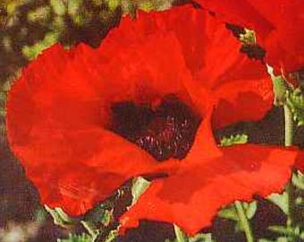 Oriental Poppy Plants 'Brilliant Red' - Live plants for Butterfly Garden, hardiness zone 3-9