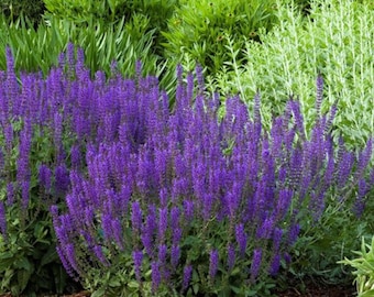 Blue Salvia live plants perennial flowers for pollinator gardens & hummingbirds