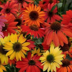 echinacea purpurea live plants, coneflower 'Cheyenne Spirit' gardenplant, hardiness zone 4-9