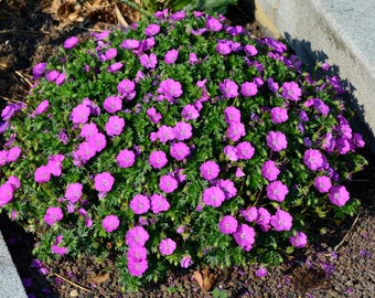 Perennial flowers Geranium Sanguineum hardiness zone 3-9 gardenplant, beginner flower gardening gift