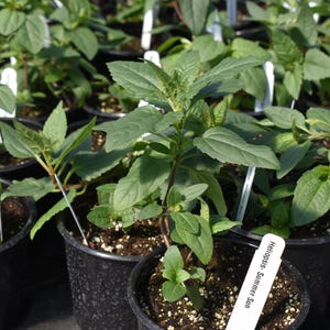 May include: A handmade wooden sign with the text "Welcome" in a playful font. The sign has a distressed white background and a dark brown border, ideal for a front door. Measures approximately 30 cm wide.